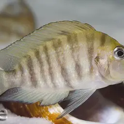 Compressed Cichlid, photo 5