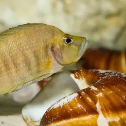 Compressed Cichlid, photo 6