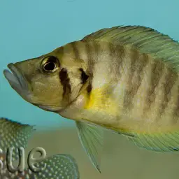 Compressed Cichlid, photo 7