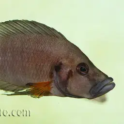 Compressed Cichlid, photo 8