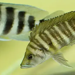 Compressed Cichlid, photo 9