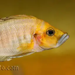 Compressed Cichlid, photo 10