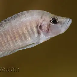 Compressed Cichlid, photo 11