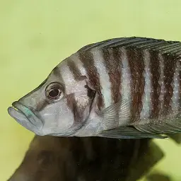 Compressed Cichlid, photo 12