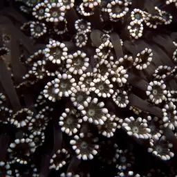Net Coral, photo 1