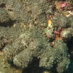 Net Coral, photo 2