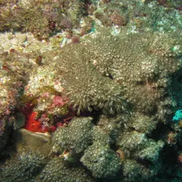 Net Coral, photo 3