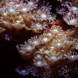 Net Coral, photo 4