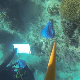 Net Coral, photo 5