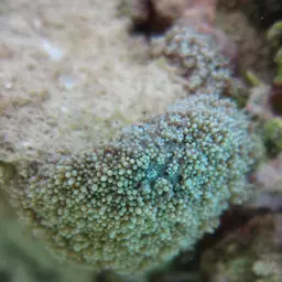Net Coral, photo 6