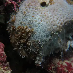 Net Coral, photo 7
