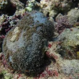 Net Coral, photo 8