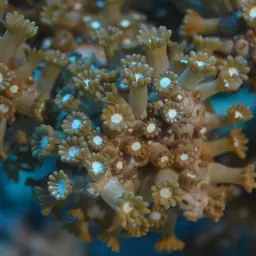 Net Coral, photo 1