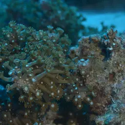 Net Coral, photo 2