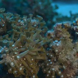 Net Coral, photo 3