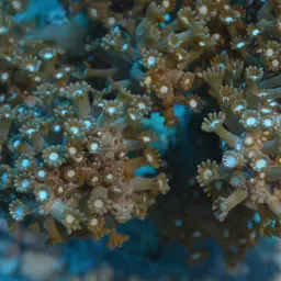 Net Coral, photo 4
