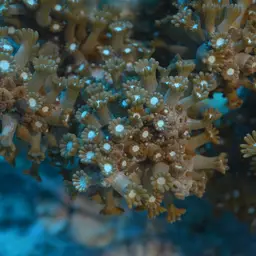 Net Coral, photo 5