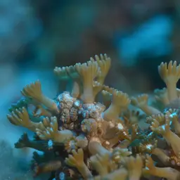 Net Coral, photo 6