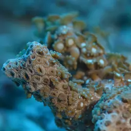 Net Coral, photo 7
