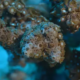 Net Coral, photo 8