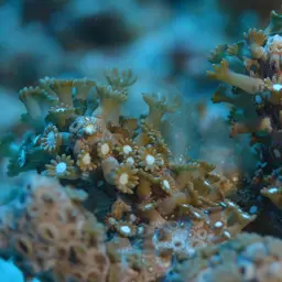 Net Coral, photo 9
