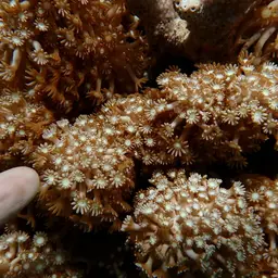 Net Coral, photo 10