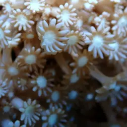 Net Coral, photo 11