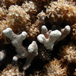 Net Coral, photo 12