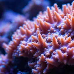 Net Coral, photo 1