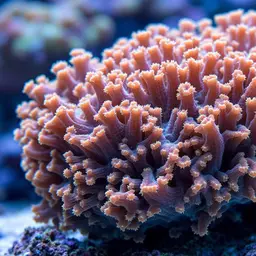 Net Coral, photo 2