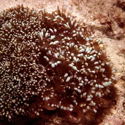 Net Coral, photo 2