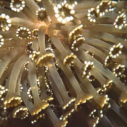 Net Coral, photo 1