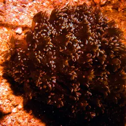 Net Coral, photo 3
