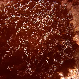 Net Coral, photo 4