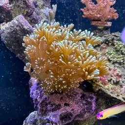 Net Coral, photo 5