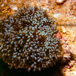 Net Coral, photo 6