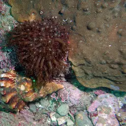 Net Coral, photo 2