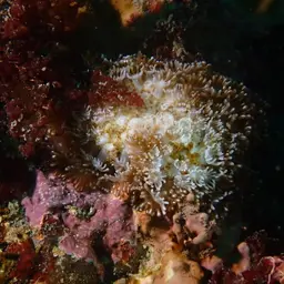 Net Coral, photo 3