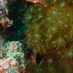 Net Coral, photo 4