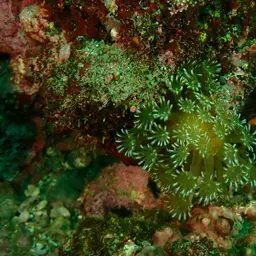 Net Coral, photo 5