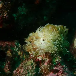 Net Coral, photo 6