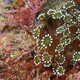 Net Coral, photo 1