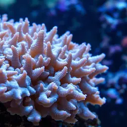 Net Coral, photo 1