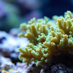Net Coral, photo 1