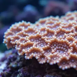 Net Coral, photo 1
