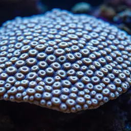 Net Coral, photo 2