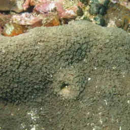 Net Coral, photo 2