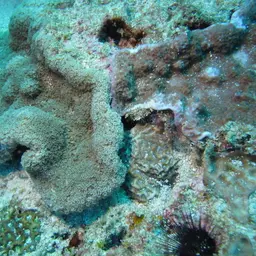 Net Coral, photo 3