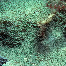 Net Coral, photo 4