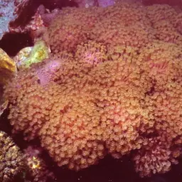 Net Coral, photo 5
